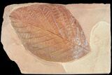 Red Fossil Leaf (Aesculus) - Montana #53283-1